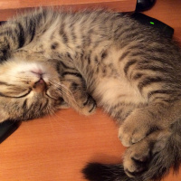 Scottish Fold, Kedi  Miço fotoğrafı