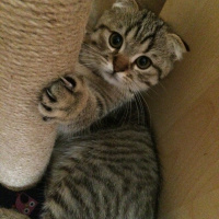 Scottish Fold, Kedi  Miço fotoğrafı