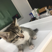 Tekir Kedi, Kedi  Pati'nin yavruları fotoğrafı