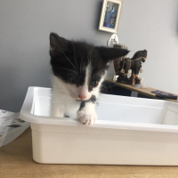 Tekir Kedi, Kedi  Pati'nin yavruları fotoğrafı