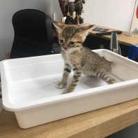 Tekir Kedi, Kedi  Pati'nin yavruları fotoğrafı