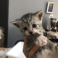 Tekir Kedi, Kedi  Pati'nin yavruları fotoğrafı