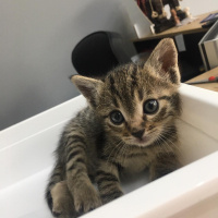 Tekir Kedi, Kedi  Pati'nin yavruları fotoğrafı