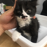 Tekir Kedi, Kedi  Pati'nin yavruları fotoğrafı