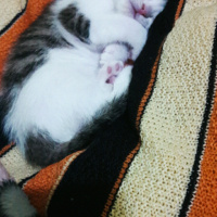 Tekir Kedi, Kedi  Mia fotoğrafı