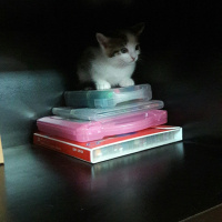 Tekir Kedi, Kedi  Mia fotoğrafı