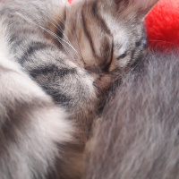 Tekir Kedi, Kedi  Mühür fotoğrafı