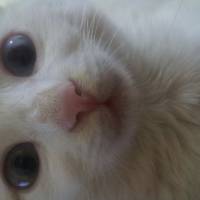 Van Kedisi, Kedi  Karmen fotoğrafı