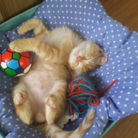 Sarman, Kedi  Lilith fotoğrafı