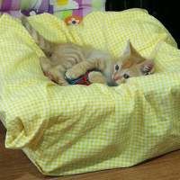 Sarman, Kedi  Lilith fotoğrafı