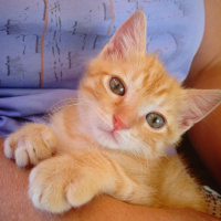 Sarman, Kedi  Lilith fotoğrafı