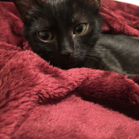 Tekir Kedi, Kedi  Salem fotoğrafı