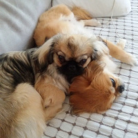 Pekingese, Köpek  Şanslı fotoğrafı