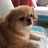 Pekingese, Köpek  Şanslı fotoğrafı