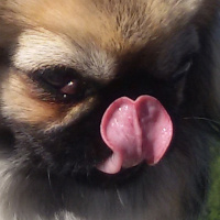 Pekingese, Köpek  Narin fotoğrafı