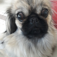 Pekingese, Köpek  Narin fotoğrafı