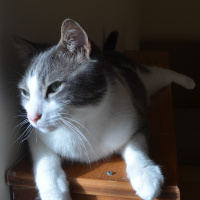 Tekir Kedi, Kedi  Duman fotoğrafı