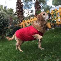 Golden Retriever, Köpek  ÇAKIL fotoğrafı