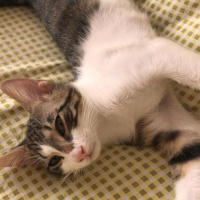Soke, Kedi  Annesi ölen yavru fotoğrafı