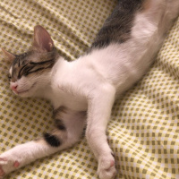 Soke, Kedi  Annesi ölen yavru fotoğrafı