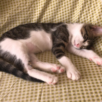 Soke, Kedi  Annesi ölen yavru fotoğrafı