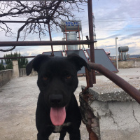 Sokö (Sokak Köpeği), Köpek  Mişa fotoğrafı