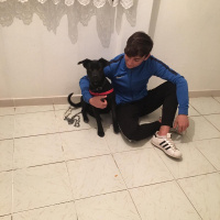 Sokö (Sokak Köpeği), Köpek  Mişa fotoğrafı
