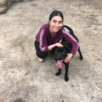 Sokö (Sokak Köpeği), Köpek  Mişa fotoğrafı