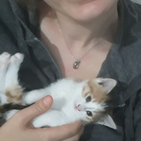Tekir Kedi, Kedi  Mırmır fotoğrafı