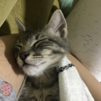 Tekir Kedi, Kedi  Lokum fotoğrafı