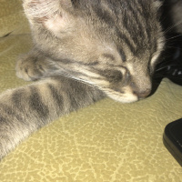Tekir Kedi, Kedi  Lokum fotoğrafı