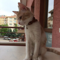 Sarman, Kedi  Tarçın fotoğrafı