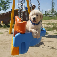 Golden Retriever, Köpek  Life fotoğrafı