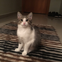 Siyam Kedisi, Kedi  Mocha fotoğrafı