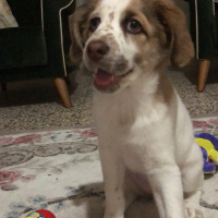 Amerikan Cocker Spaniel, Köpek  bade fotoğrafı