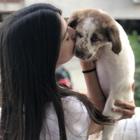 Amerikan Cocker Spaniel, Köpek  bade fotoğrafı
