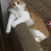 Sarman, Kedi  Leo fotoğrafı