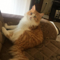 Sarman, Kedi  Leo fotoğrafı