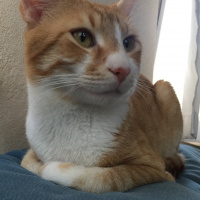 Sarman, Kedi  Mümtaz fotoğrafı
