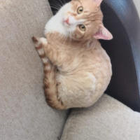 Sarman, Kedi  Mümtaz fotoğrafı