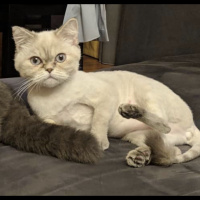 British Shorthair, Kedi  Pika fotoğrafı