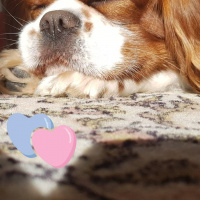 Cavalier King Charles Spanieli, Köpek  Mickey fotoğrafı