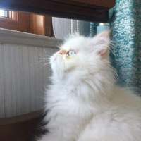 İran Kedisi (Persian), Kedi  MİCKY fotoğrafı