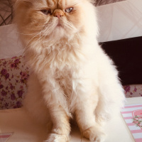 İran Kedisi (Persian), Kedi  MİCKY fotoğrafı