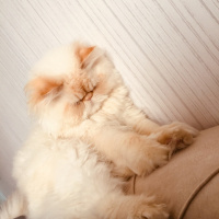 İran Kedisi (Persian), Kedi  MİCKY fotoğrafı
