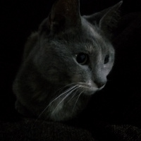 Tekir Kedi, Kedi  Duman fotoğrafı