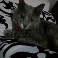 Tekir Kedi, Kedi  Duman fotoğrafı