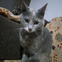 Tekir Kedi, Kedi  Duman fotoğrafı
