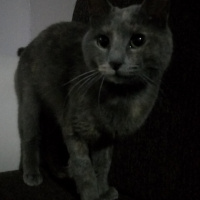 Tekir Kedi, Kedi  Duman fotoğrafı