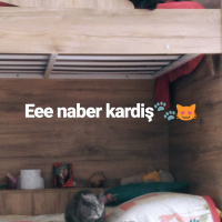 Tekir Kedi, Kedi  Duman fotoğrafı
